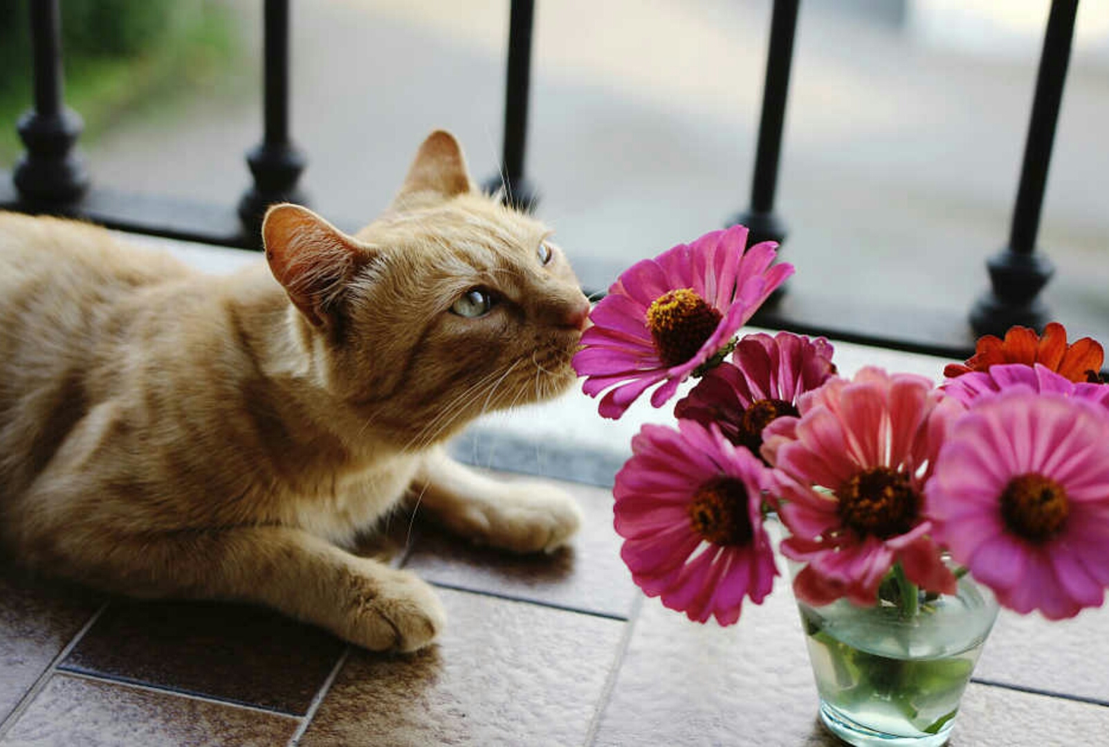 Забавные цвета. Коты и цветы. Котенок с цветами. Котик с цветочком. Кот нюхает цветы.