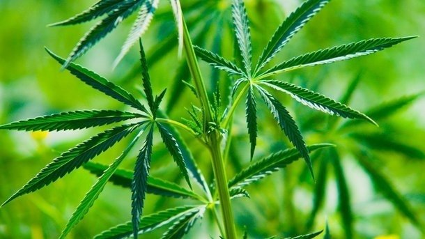 В грузии декриминализировали марихуану признаки болезни конопли