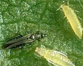 последние новости в Украине останні новини в Україні